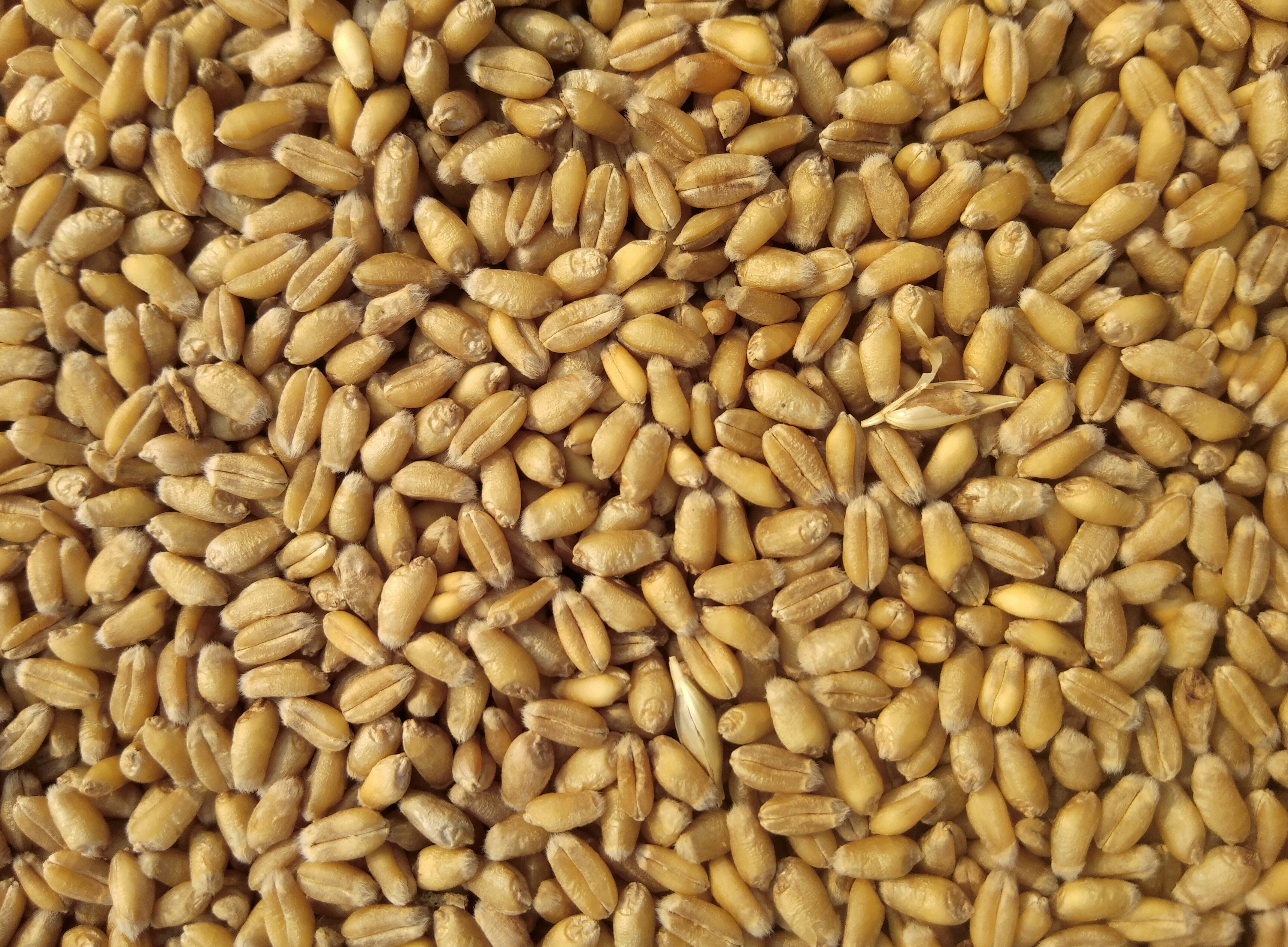 Gehun (Wheat)